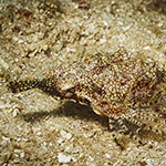 Eurypegasus draconis